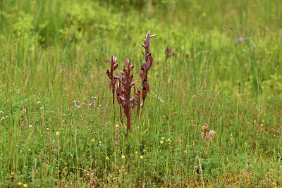 BUITEN BEELD Foto: 442560
