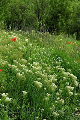 BUITEN BEELD Foto: 442561