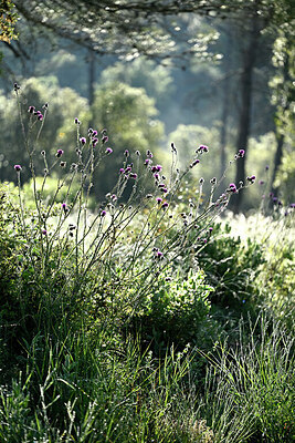 BUITEN BEELD Foto: 442562