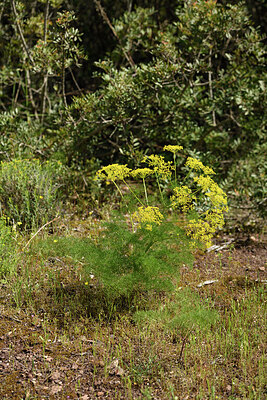 BUITEN BEELD Foto: 442565