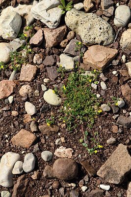 BUITEN BEELD Foto: 442570