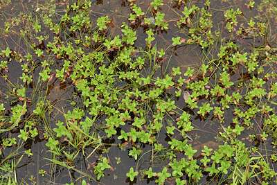 BUITEN BEELD Foto: 442571