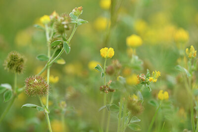 BUITEN BEELD Foto: 442572