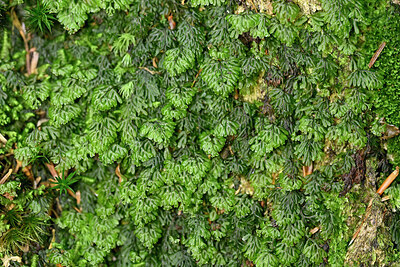 BUITEN BEELD Foto: 442581