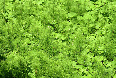 BUITEN BEELD Foto: 442583