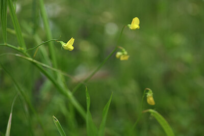 BUITEN BEELD Foto: 442590