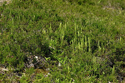 BUITEN BEELD Foto: 442592