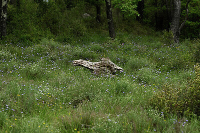 BUITEN BEELD Foto: 442593
