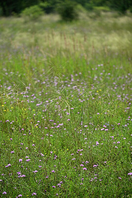 BUITEN BEELD Foto: 442595