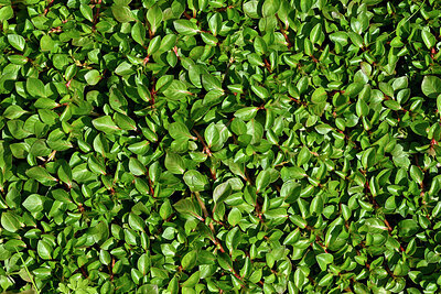 BUITEN BEELD Foto: 442597