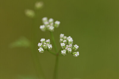 BUITEN BEELD Foto: 442598