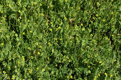 BUITEN BEELD Foto: 442603