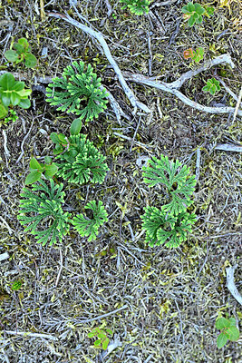 BUITEN BEELD Foto: 442605
