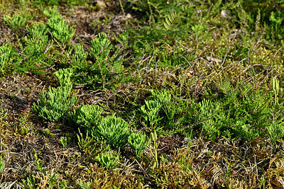 BUITEN BEELD Foto: 442608