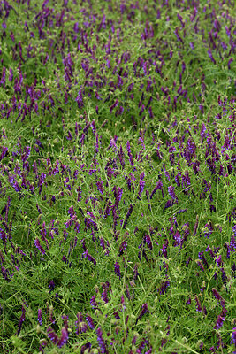 BUITEN BEELD Foto: 442609