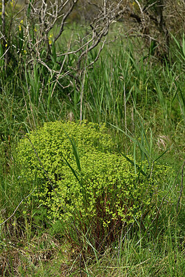 BUITEN BEELD Foto: 442611