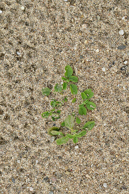 BUITEN BEELD Foto: 442613