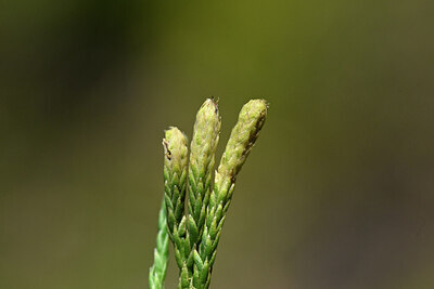 BUITEN BEELD Foto: 442615