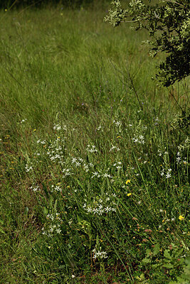 BUITEN BEELD Foto: 442629