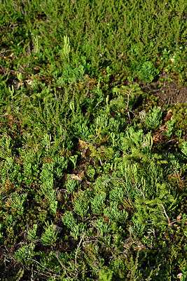 BUITEN BEELD Foto: 442630