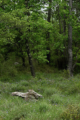 BUITEN BEELD Foto: 442632