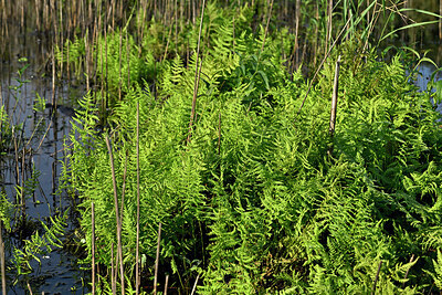 BUITEN BEELD Foto: 442634