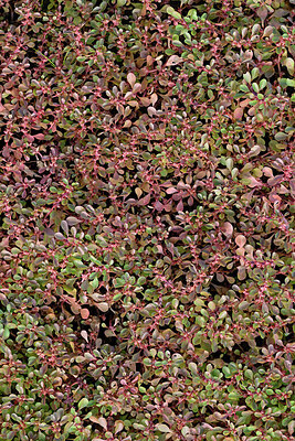 BUITEN BEELD Foto: 442635
