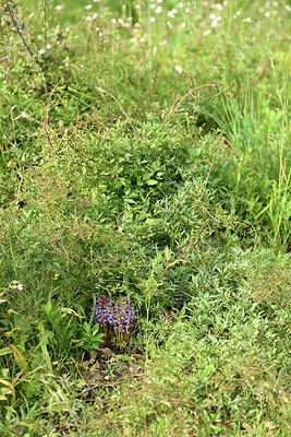 BUITEN BEELD Foto: 442642