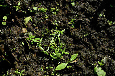 BUITEN BEELD Foto: 442643