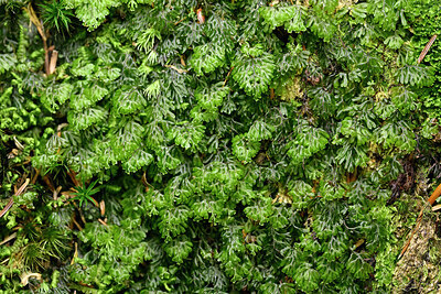 BUITEN BEELD Foto: 442645