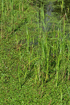 BUITEN BEELD Foto: 442646