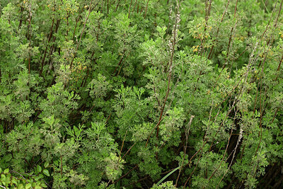 BUITEN BEELD Foto: 442647
