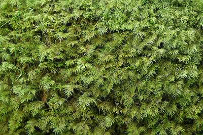BUITEN BEELD Foto: 442648