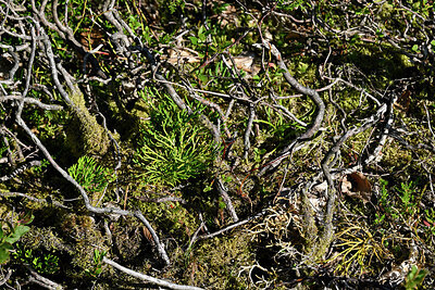 BUITEN BEELD Foto: 442649