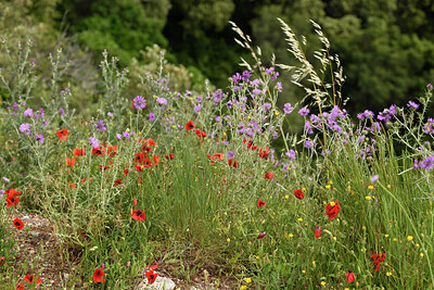 BUITEN BEELD Foto: 442650