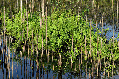 BUITEN BEELD Foto: 442658