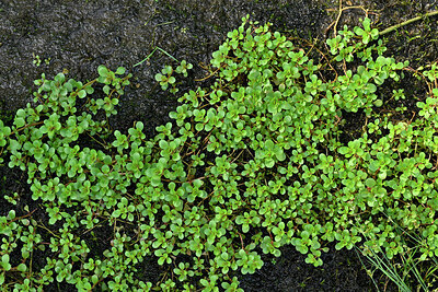 BUITEN BEELD Foto: 442663
