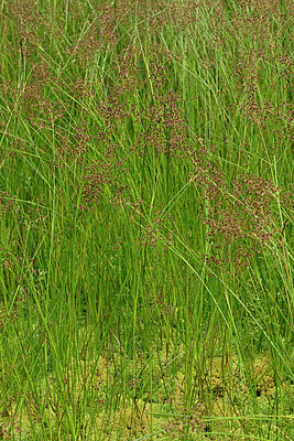 BUITEN BEELD Foto: 442665