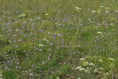 BUITEN BEELD Foto: 442668