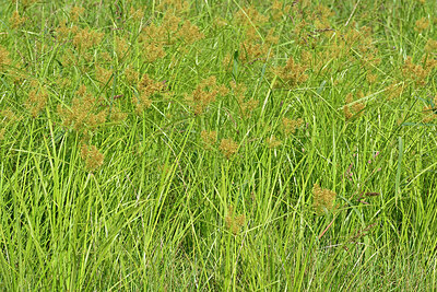 BUITEN BEELD Foto: 442671