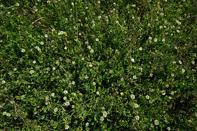 BUITEN BEELD Foto: 442676