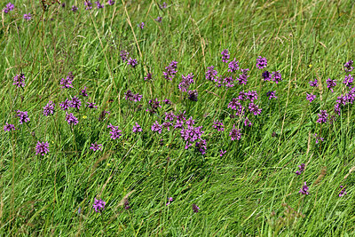 BUITEN BEELD Foto: 442677