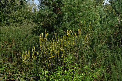 BUITEN BEELD Foto: 442680