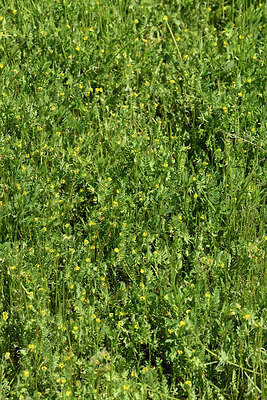 BUITEN BEELD Foto: 442681