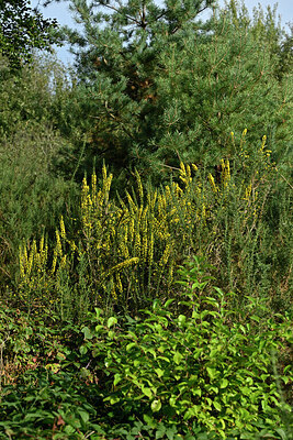 BUITEN BEELD Foto: 442682