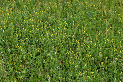 BUITEN BEELD Foto: 442687