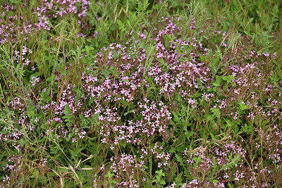 BUITEN BEELD Foto: 442694