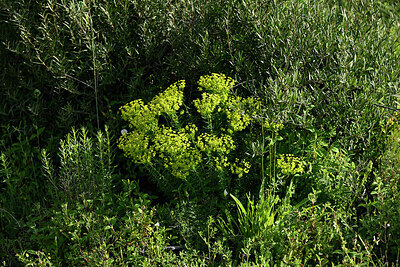 BUITEN BEELD Foto: 442696
