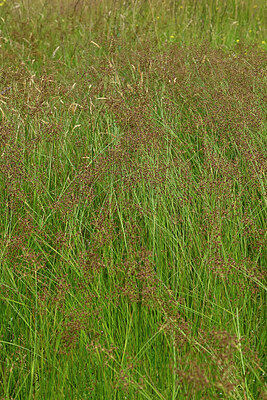 BUITEN BEELD Foto: 442698