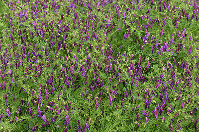 BUITEN BEELD Foto: 442700